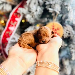 Lumi - Toy Size - Red  female Goldendoodle puppy in Elizabethtown, Kentucky from Reddy Poodles & Doodles