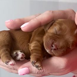 Daniel my brother - Ruby male Cavalier King Charles Spaniel puppy in Saint Augustine, Florida from STARGAZER CAVALIERS