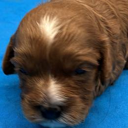 Boy 2 - male Cavapoo puppy in Burke, New York from Patti’s Puppies
