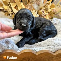 Fudge- Orange Collar - Black male Goldendoodle puppy in Bay City, Texas from Charming Doods Goldendoodles