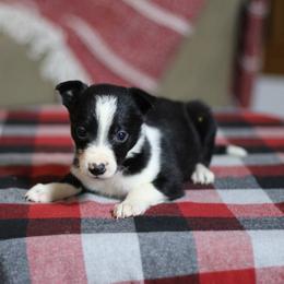 Girl 5 - Black and white female Border Collie puppy in Cadiz, Ohio from Graham Livestock