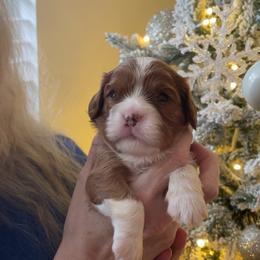 Girl 1 - Blenheim female Cavalier King Charles Spaniel puppy in Melbourne, Florida from Majestic Cavaliers of Melbourne FL