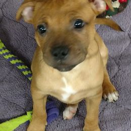 Bull Terrier and Staffordshire Bull Terrier Puppies from Courstaff Staffords
