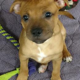 Bull Terrier and Staffordshire Bull Terrier Puppies from Courstaff Staffords