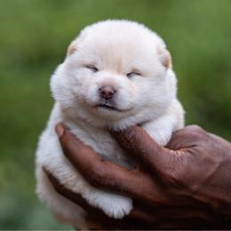 Riko - Cream female Shiba Inu puppy in Hephzibah, Georgia from Evenfalls Shiba Inu