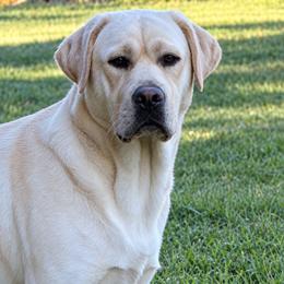 Ash - Labrador Retriever