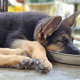 Girl 2 Purple collar - German Shepherd puppy from Patriot Shepherds