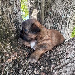 Lacey - Red female Shih Tzu puppy in Tampa, Florida from Shih Tzus of Kingshyre