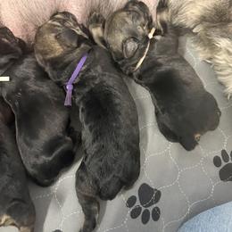 Giant Schnauzer Puppies from Bourbon Country Schnauzers
