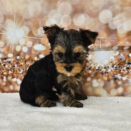 Demi - Blue and gold female Yorkshire Terrier puppy in Monticello, Iowa from Ashley’s Puppies