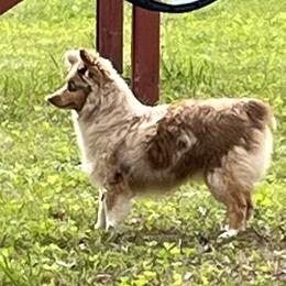 bailey - Miniature Australian Shepherd