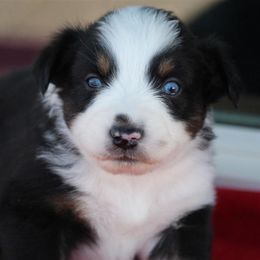 Australian Shepherd and Miniature Australian Shepherd Puppies from Canyon Creek Aussies