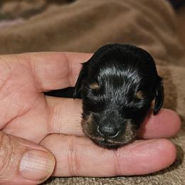 B2 - Black and tan male Dachshund puppy in Austin, Texas from Glorious Minis