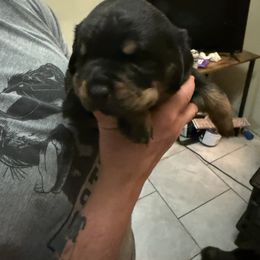 Rottweiler Puppies from Von Locher Rotties