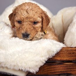 Goldendoodle Puppies from Seattlesweetgoldendoodles.com