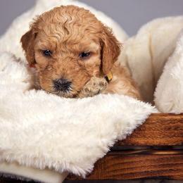 Goldendoodle Puppies from Seattlesweetgoldendoodles.com