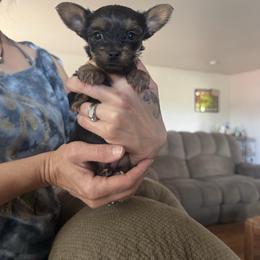 Girl 2 - Black and tan female Yorkshire Terrier puppy in Belen, New Mexico from J&M Yorke Farm