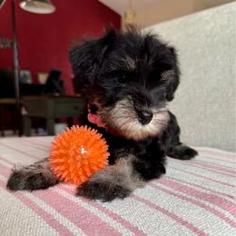 Lady Pink - Salt and pepper female Miniature Schnauzer puppy in Wildomar, California from My Angel Schnauzers
