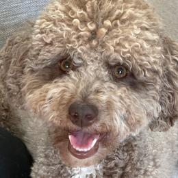 Hazel - Poodle