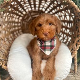 Franklin - Caramel red male Australian Labradoodle puppy in Palmdale, California from Pixie Doodle Paws