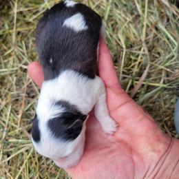 Ally - Tri-color female Border Collie puppy in Westerlo, New York from Pam's Border Collies