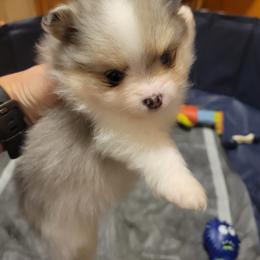 Pomeranian Puppies from Pitter Patter Poms