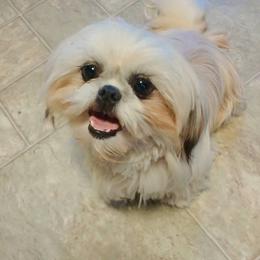 Bambi - Shih Tzu
