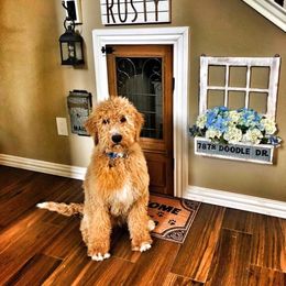 Goldendoodle All Grown Up from Doodle Creek Farm