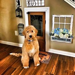Goldendoodle All Grown Up from Doodle Creek Farm