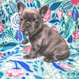 French Bulldog Puppies from JOLYNN Mecham