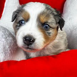 Prancer - Blue merle male Miniature Australian Shepherd puppy in Tonasket, Washington from V5 Aussies