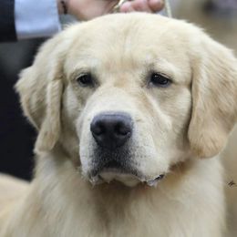 Border Collies and Golden Retrievers from Twin Silos Kennel