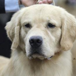 Border Collies and Golden Retrievers from Twin Silos Kennel