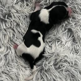 Velma - Tri-color female Cavalier King Charles Spaniel puppy in Eastvale, California from Furever After Cavaliers