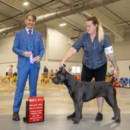 IntCH Armee - Cane Corso