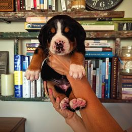 Beige Girl (Marly) - Black, white and red female Greater Swiss Mountain Dog puppy in Edinboro, Pennsylvania from Greater Swiss of Whitetail Acres
