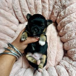 Starry - Black and tan female Chihuahua puppy in Burleson, Texas from Luxe Paradise House of Chi