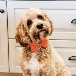 Chili - Australian Labradoodle