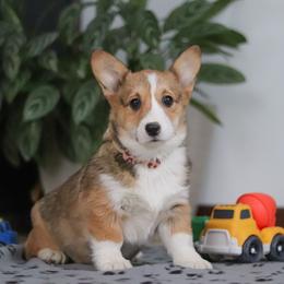 Hope - Sable female Pembroke Welsh Corgi puppy in Sugarcreek, Ohio from Admar Canines