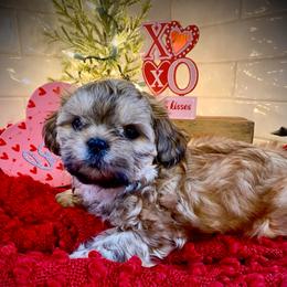 Charlie - Gold male Shih Tzu puppy in Lexington, North Carolina from SCS Shih Tzus