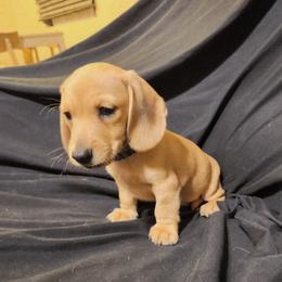 Blue Boy - Cream male Dachshund puppy in Buckeye, Arizona from AZ Dachshund Proud