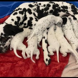 Dalmatian Puppies from Dalmatian Vacation