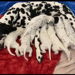 Dalmatian Puppies from Dalmatian Vacation