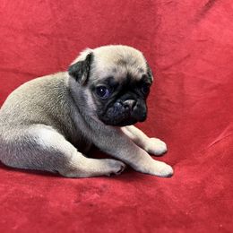 Boy 1 - Fawn Pug puppy in Greeneville, Tennessee from Bear Mountain Farms