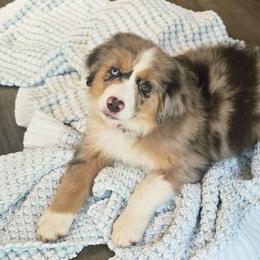 Red - Red merle male Miniature American Shepherd puppy in Georgetown, California from Foothill Aussies