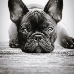 French Bulldog Puppies from PEERLESS French Bulldogs