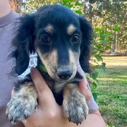 Mr. Green collar. AKC - Black and cream male Dachshund puppy in Willow Springs, Missouri from Krazy Acre Farm