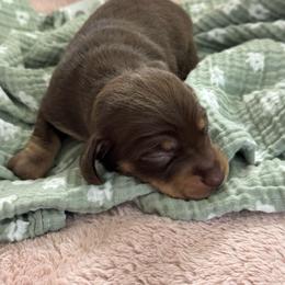 Maeve - Chocolate and tan female Dachshund puppy in Staley, North Carolina from Langley Farms Dachshunds