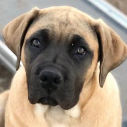 Bonita - Teal - Fawn Boerboel puppy in Pearce, Arizona from Desert Stronghold Boerboels