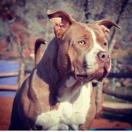 Sunny - American Bully